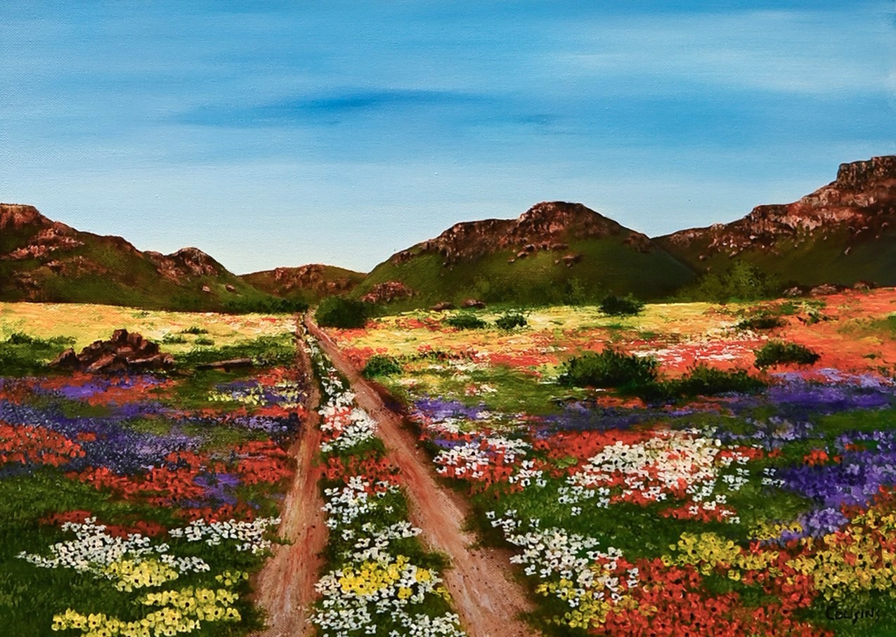 Namaqualand Daisies